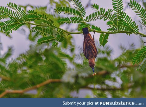 [OC] Female sunbird caught an insect, image captured near the east coast road, Chennai