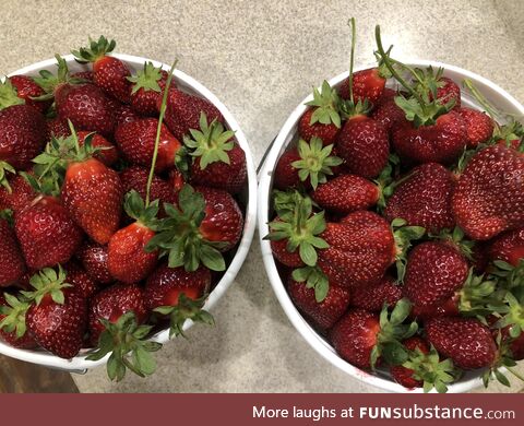 [OC] Went strawberry picking