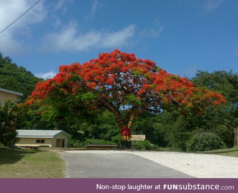 A colourful approach to the school on Carriacou