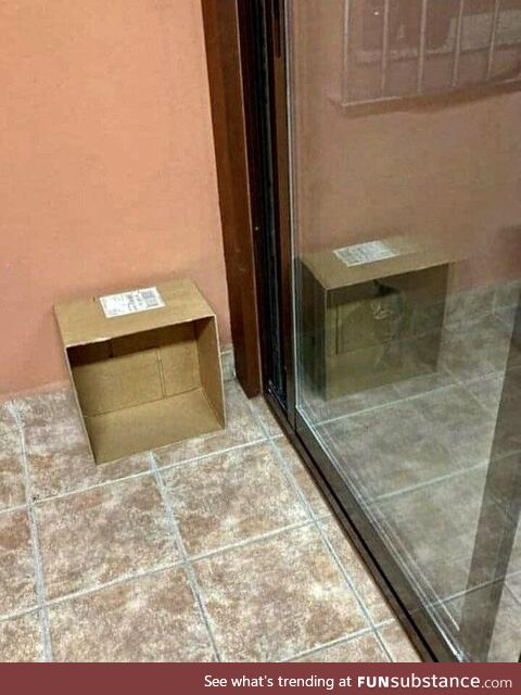 Hey Schrödinger’s, your cat is fine…finally!