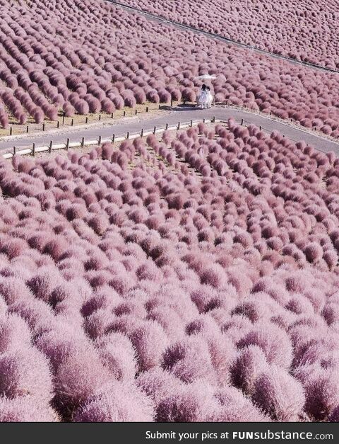 It’s autumn in the Hitachi Seaside Park - Ibaraki, Japan