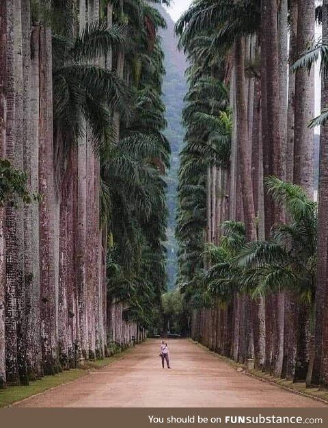 Botanical Park of Rio de Janeiro Brazil. Founded in 1808