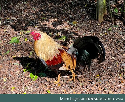 Everything is more beautiful in Hawaii, even the chickens