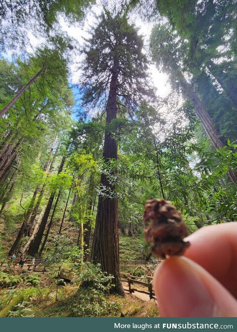 A redwood from cone to full grown