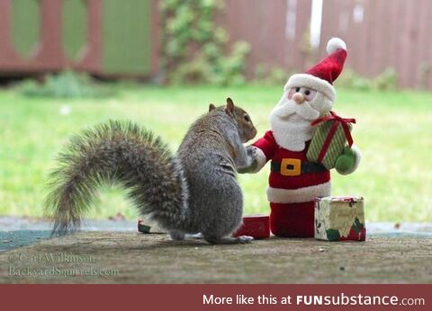 Squirrel Meeting Santa