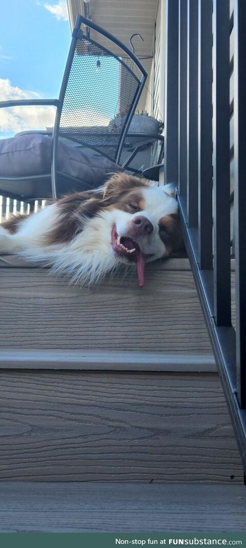 Took the dogs for a run, this is how one of them fell asleep