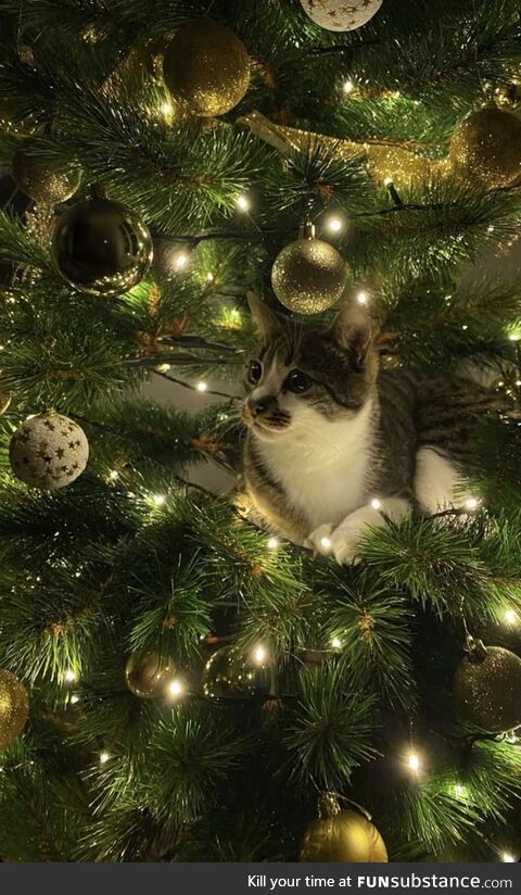 Kitty Explores Xmas Tree