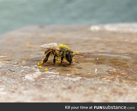 Found this little guy with too much pollen taking a break