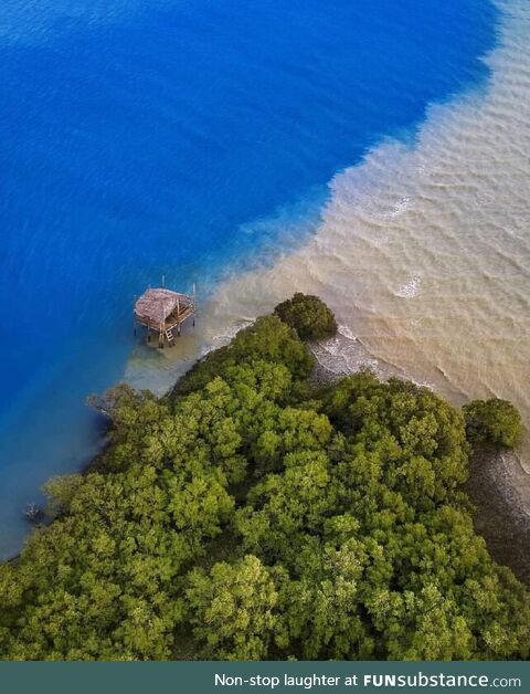  Mangrove forests in Hormozgan Iran, PersianGulf