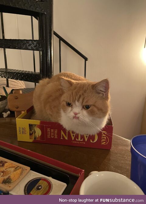 He puts the “Cat” in Catan