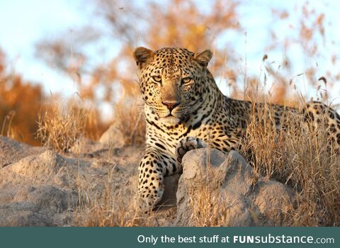 [OC] a Photo of a leopard in South Africa