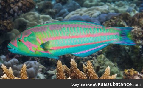 Fishy Fun #69: Christmas Wrasse