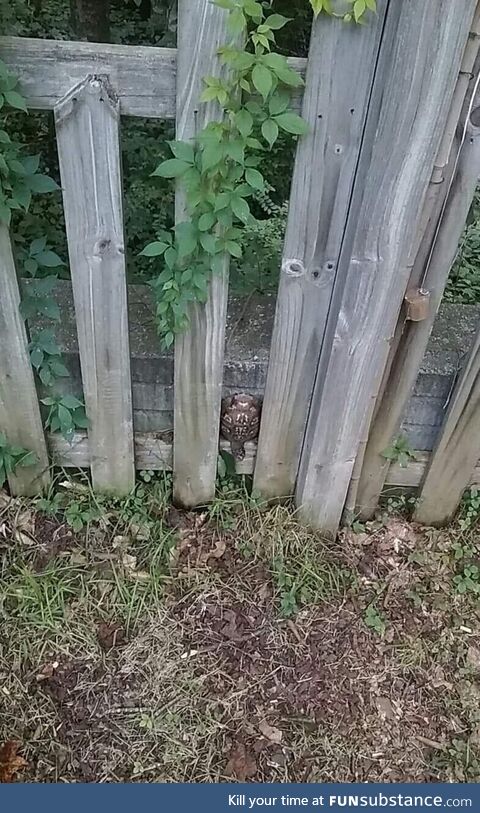 Ninja turtle enough to get on the wall, not ninja enough to escape the deadly fence