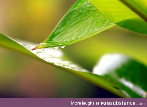 (OC) Raindrops on Leaves