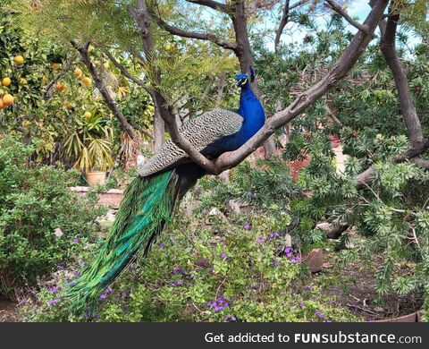 Peacock in Arcadia, CA