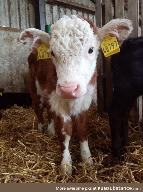 Small calf