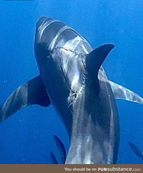 Great white shark photographed with massive bite mark on its body