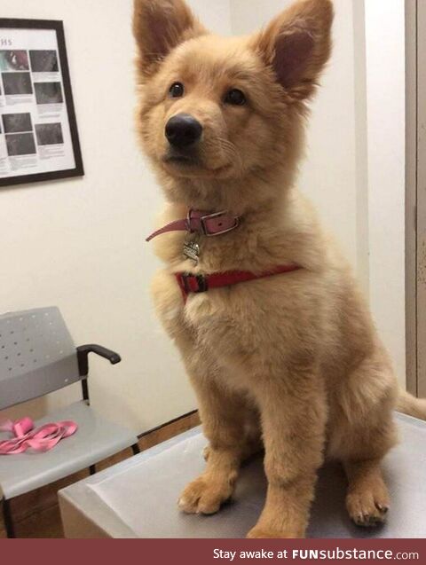 Golden Retriever x German Shepherd Puppy