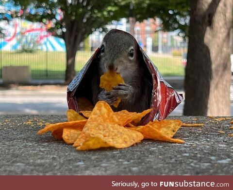 Doritos are squirrel approved