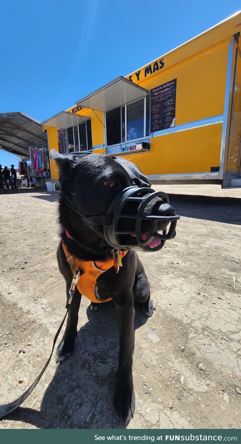 Safely socializing Juniper at the Gallup, NM flea market