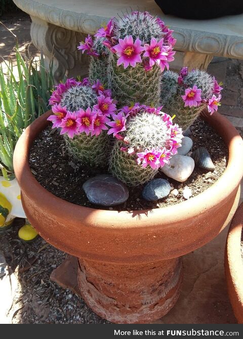 Move over Coachella, no one does a flower crown like a cactus!