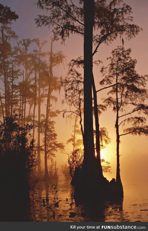 Okefenokee National Wildlife Refuge, Georgia. The largest blackwater swamp in North