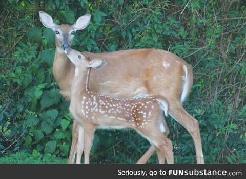 Deer in a backyard