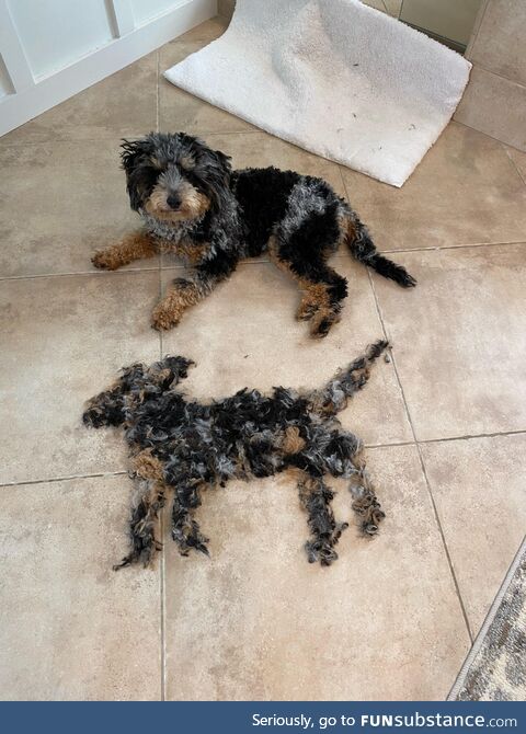 Checo gets a hair cut and a new friend