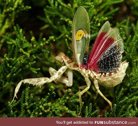 This is a flower mantis