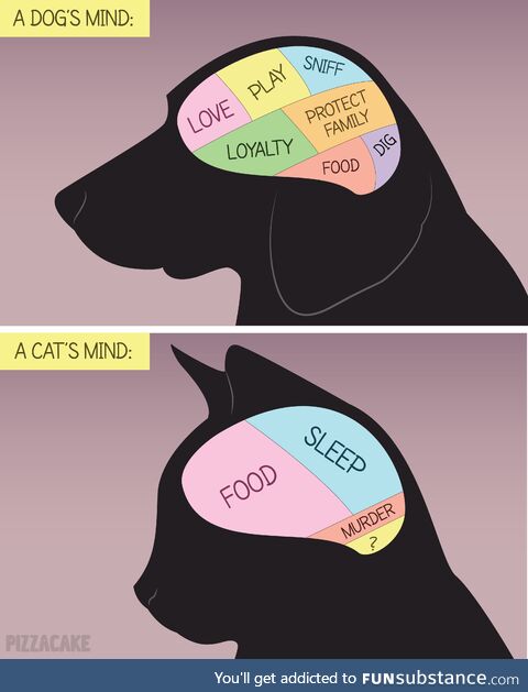 The minds of animals