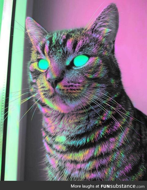 Trippy cat