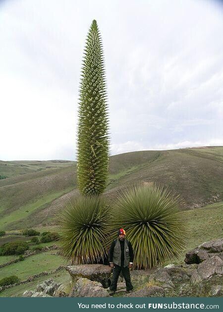 Queen of the Andes