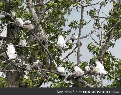 When it hasn’t rained for a while so the local birds decide it’s time to wash out