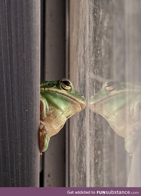 (oc) this tree frog, looking thoughtful