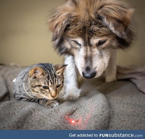 Alex and Lucy have been feverishly chasing the red dot from the laser pointer together