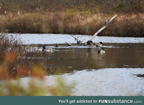 Just some ducks chilling