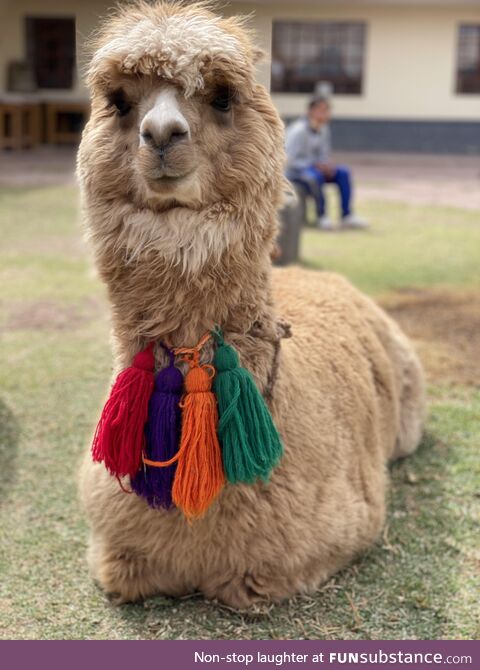 An adorable little alpaca (Cusco, Peru)