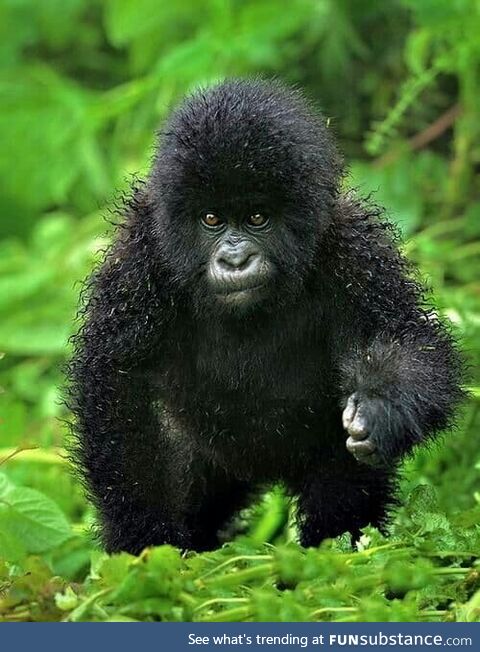 Baby gorilla