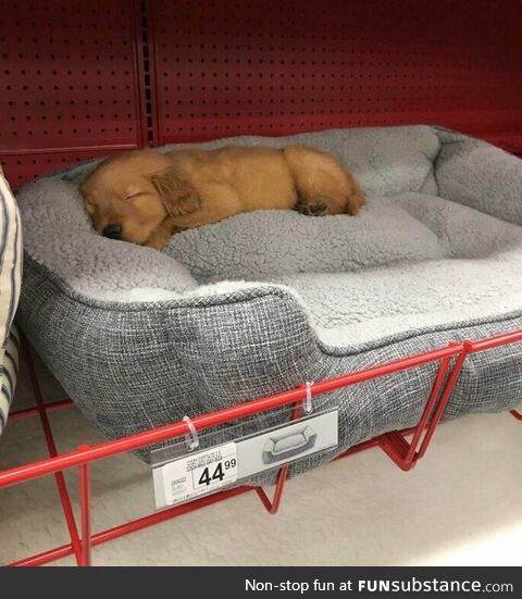 Just a regular bed shopping