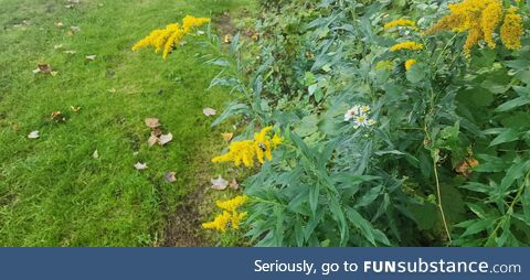 Some bees asleep on a goldenrod on a cold fall morning