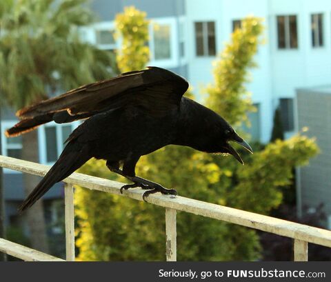 [OC] Juvenile crow politely asking for food