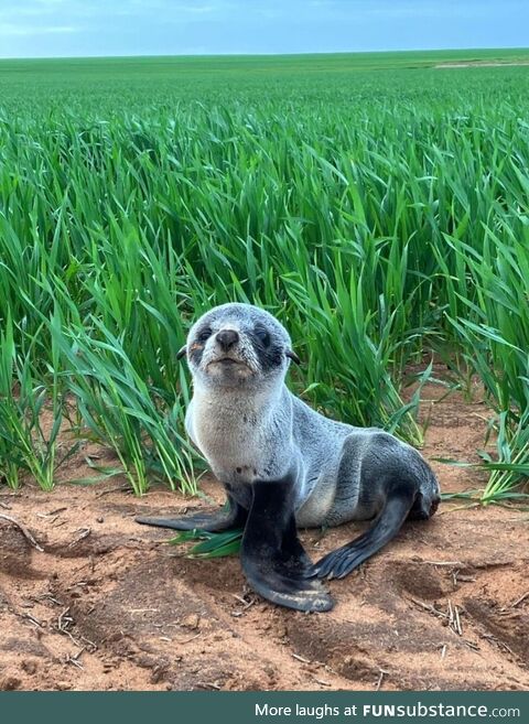 A South Australian farmer found a long-nosed fur seal 3km inland, and returned it to the