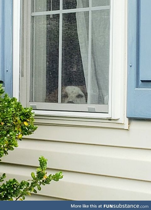 Our dog watching us leave him at home