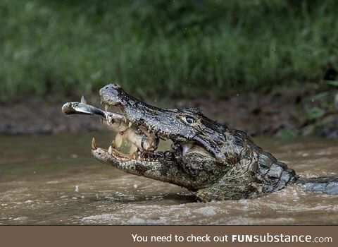 Crocodile eating fish eating another fish