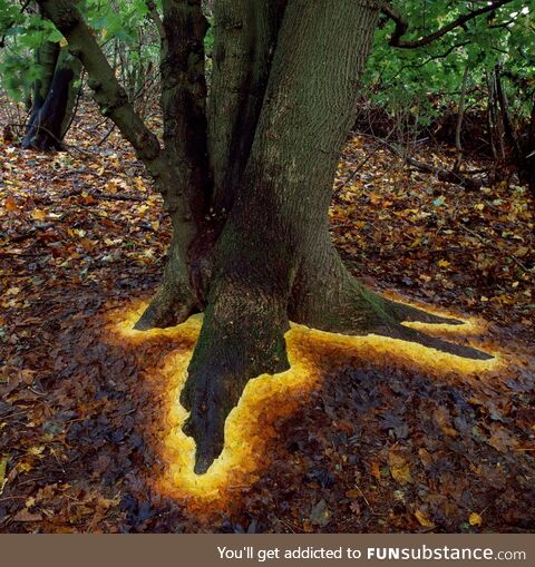 Glowing base of tree made by arranging leaves