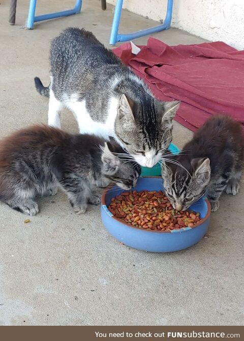 Papa kitty eating with his babies  (OC)