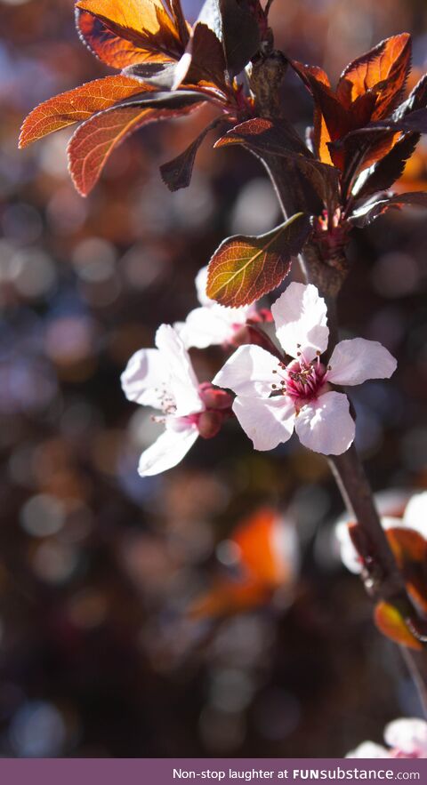 Got a nice pic of a flower on a tree