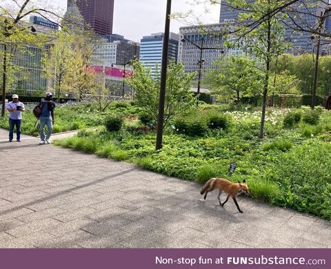 Millennium Park, Chicago, right now