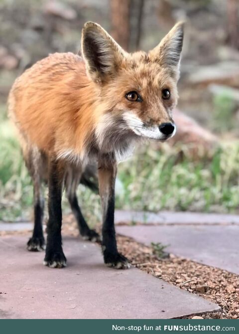 [OC] Sat down for some lunch during today's hike . And this little guy walked right up to