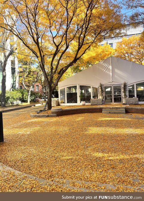 Boston: Northeastern University in the Autumn